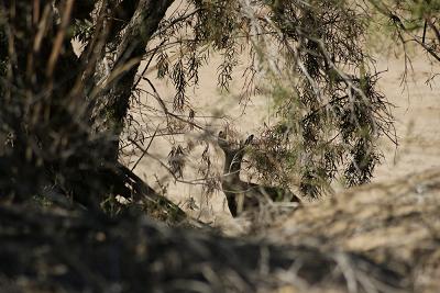 Klipspringer