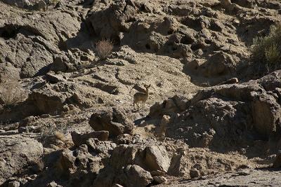 Klipspringer