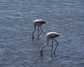 flamingos in lagoon