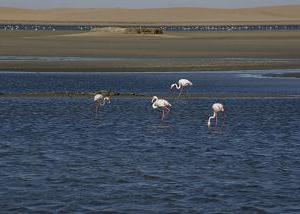 flamingoos bij zoutmeren Walvisbaai