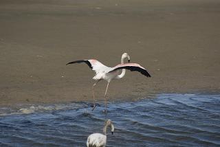 flamingo-in zoutmeer