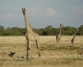 Giraffen bij de waterhole