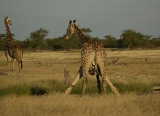 Giraffe-drinken