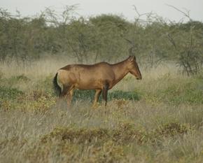 Red-Hartebeest