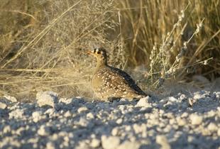 SandGrouse