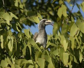 HornBill