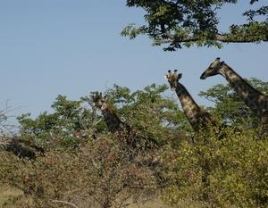 Drie-Giraffen-Hoofden