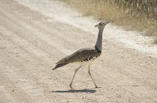 Kori-Bustard