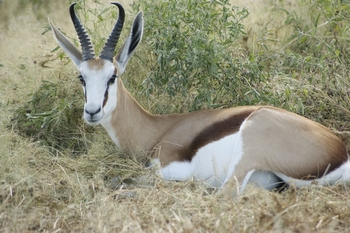 SpringBok