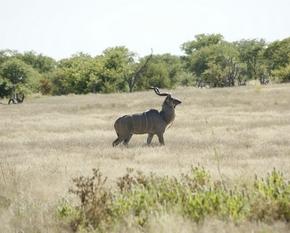 Kudu-