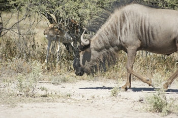 Wildebeest