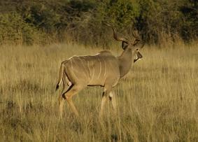 16-84-s-Kudu-7308.JPG (13195 bytes)